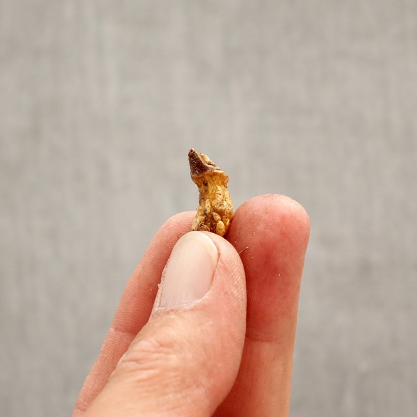 Spécimen de Erythronium dens canis Snowflake Bulbe calibre I tel que livré au printemps