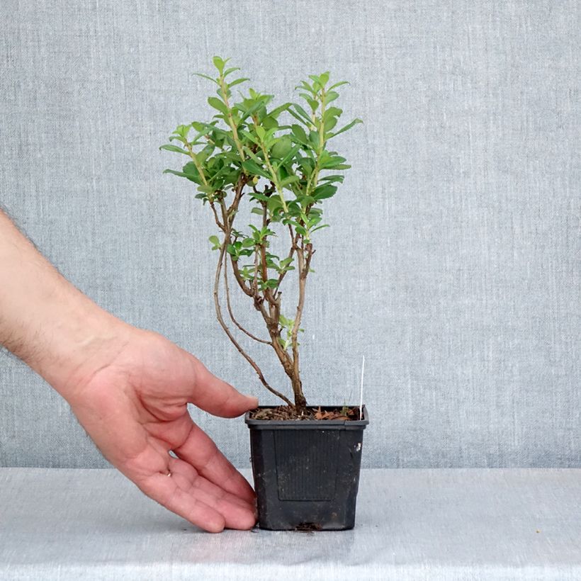 Example of Escallonia compacta Coccinea Godet de 8/9 cm as you get in printemps