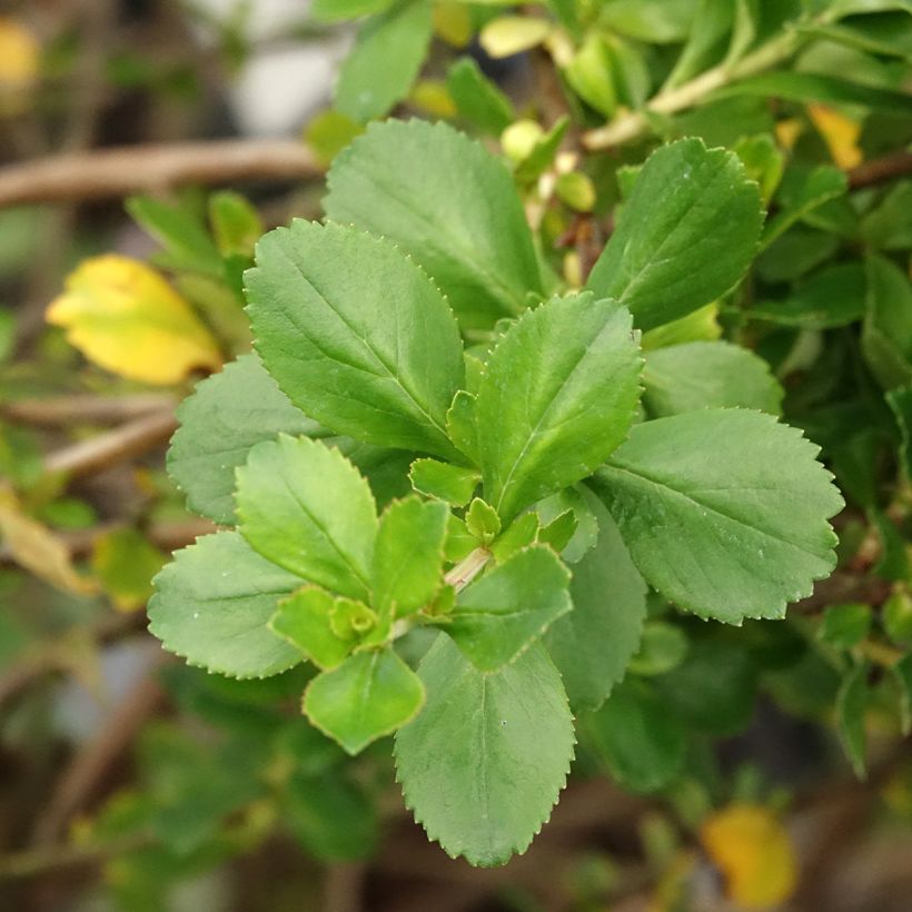 Escallonia Donard Seedling  (Feuillage)