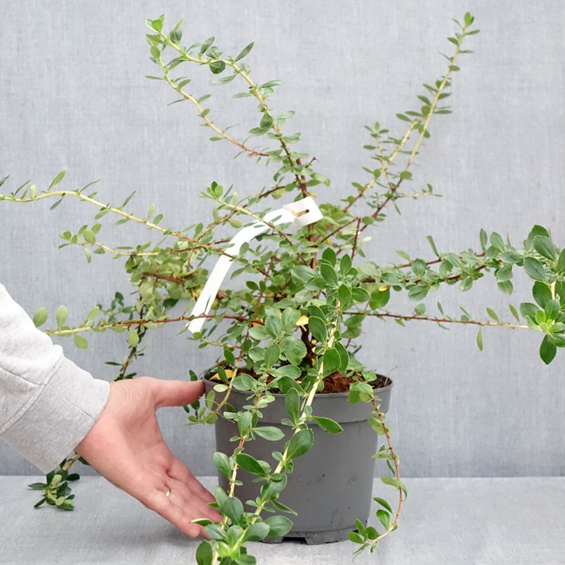 Spécimen de Escallonia Donard Star Pot de 3L/4L tel que livré en automne