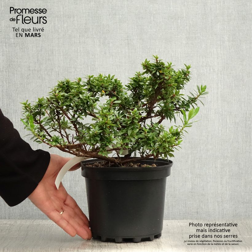 Example of Escallonia hybride Show Stopper Pot de 3L/4L as you get in printemps