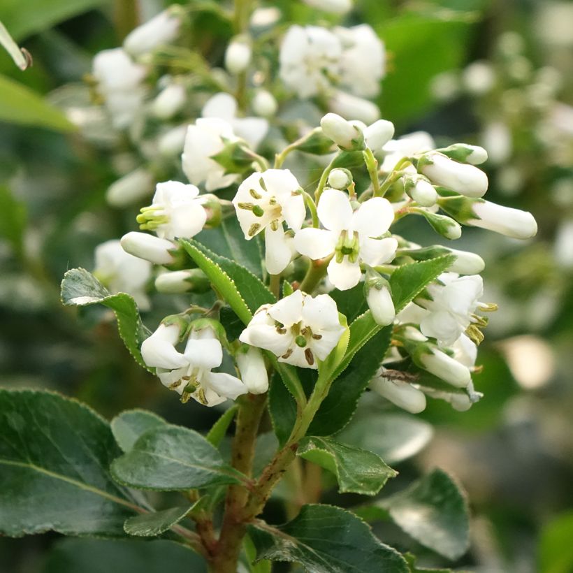 Escallonia Iveyi (Flowering)