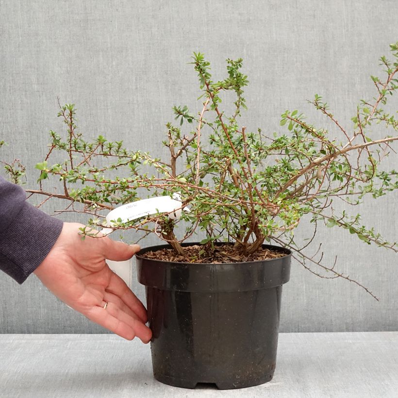 Spécimen de Escallonia Pinky Carpet Pot de 3L/4L tel que livré au printemps