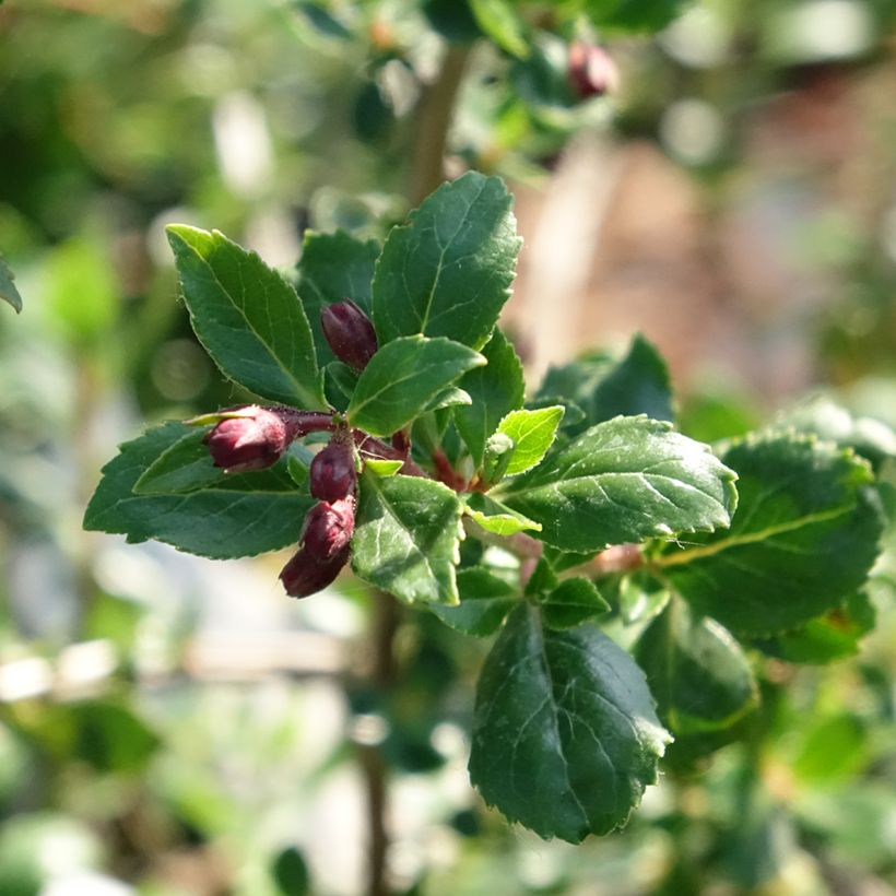 Escallonia Red Elf (Foliage)