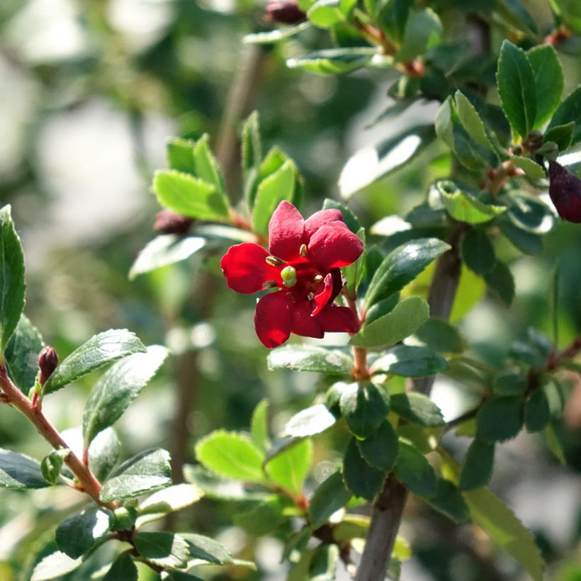 Escallonia Red Elf (Flowering)