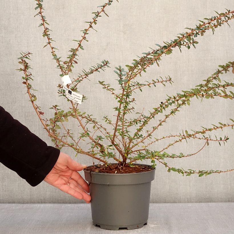 Example of Escallonia Red Elf Pot de 3L/4L as you get in hiver