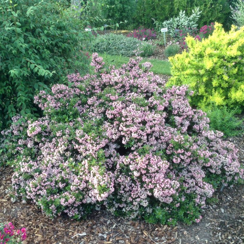 Escallonia hybride Show Stopper (Plant habit)