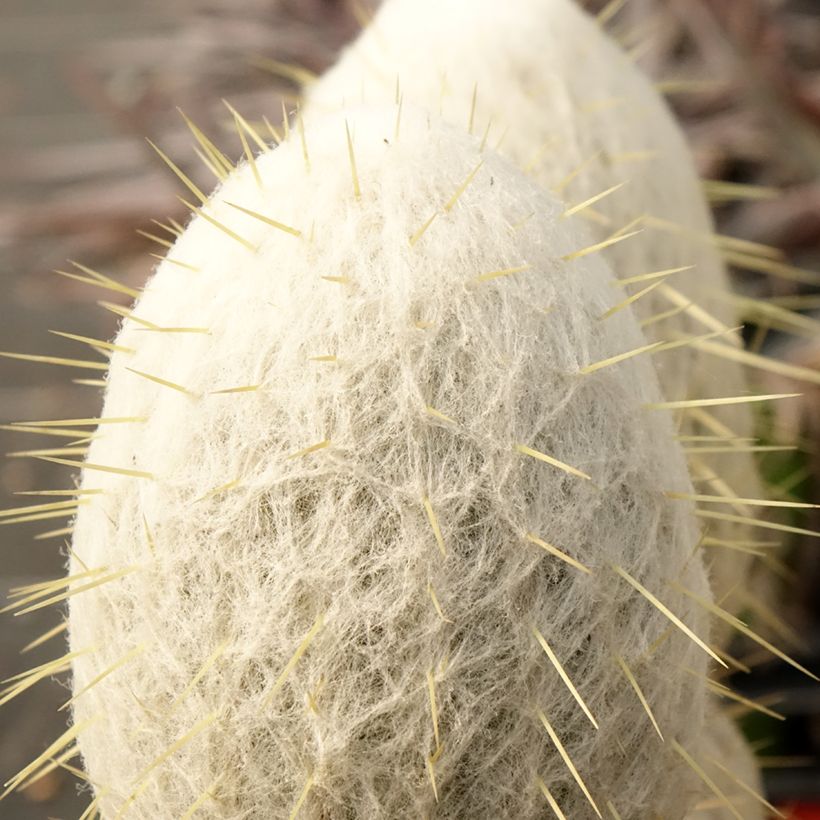 Espostoa churinensis - Cactus cierge (Feuillage)