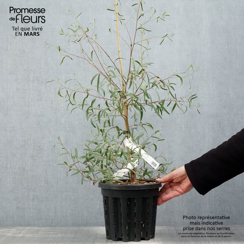 Example of Eucalyptus aggregata - Gommier noir Pot de 4L/5L, Pot anti-chignon as you get in printemps