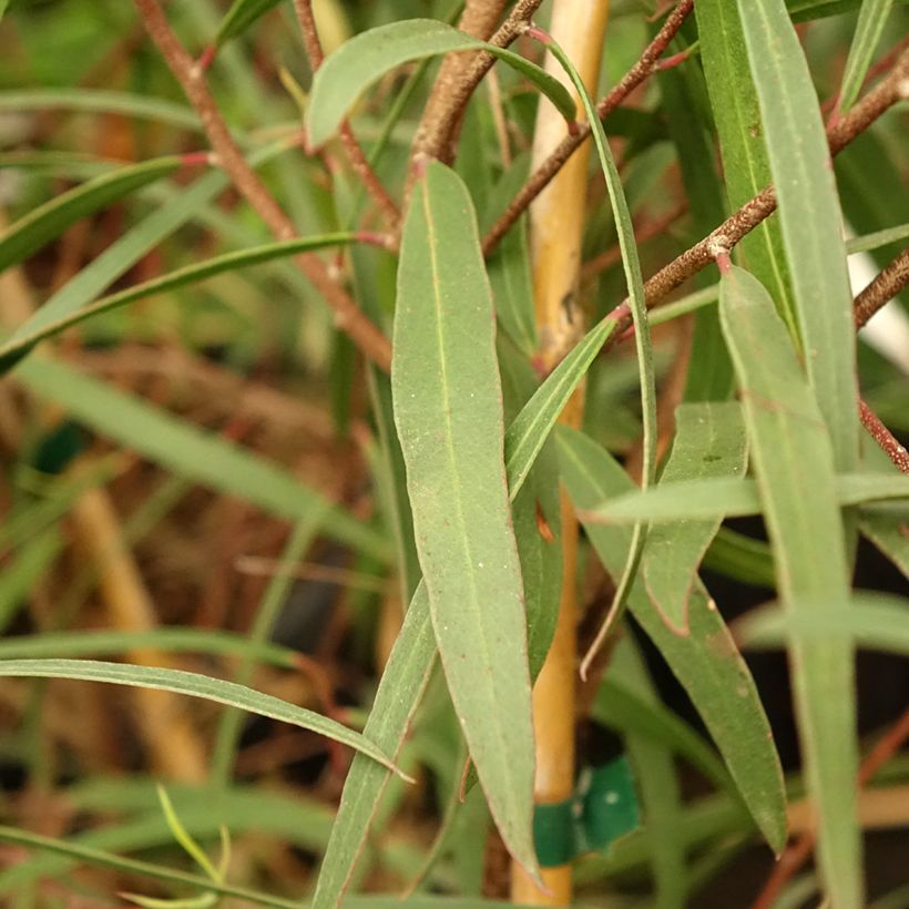 Eucalyptus apiculata - Mallée à feuilles étroites (Foliage)