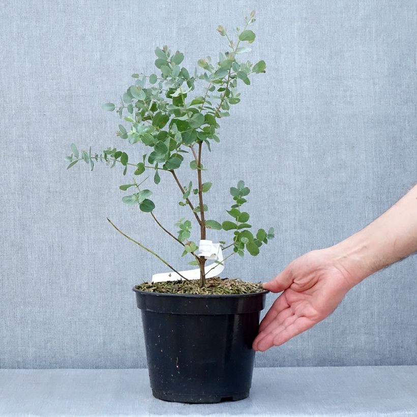 Example of Eucalyptus archeri - Gommier alpin, Eucalyptus d'Archer Pot de 4L/5L as you get in printemps