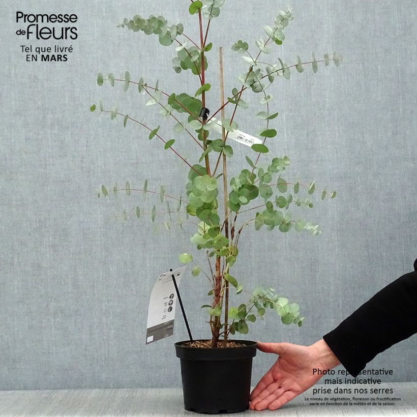 Example of Eucalyptus Baby Blue - Gommier argenté Pot de 2L/3L as you get in printemps