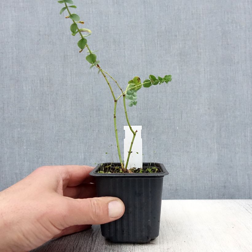 Example of Eucalyptus Baby Blue - Gommier argenté Godet de 8/9 cm as you get in printemps