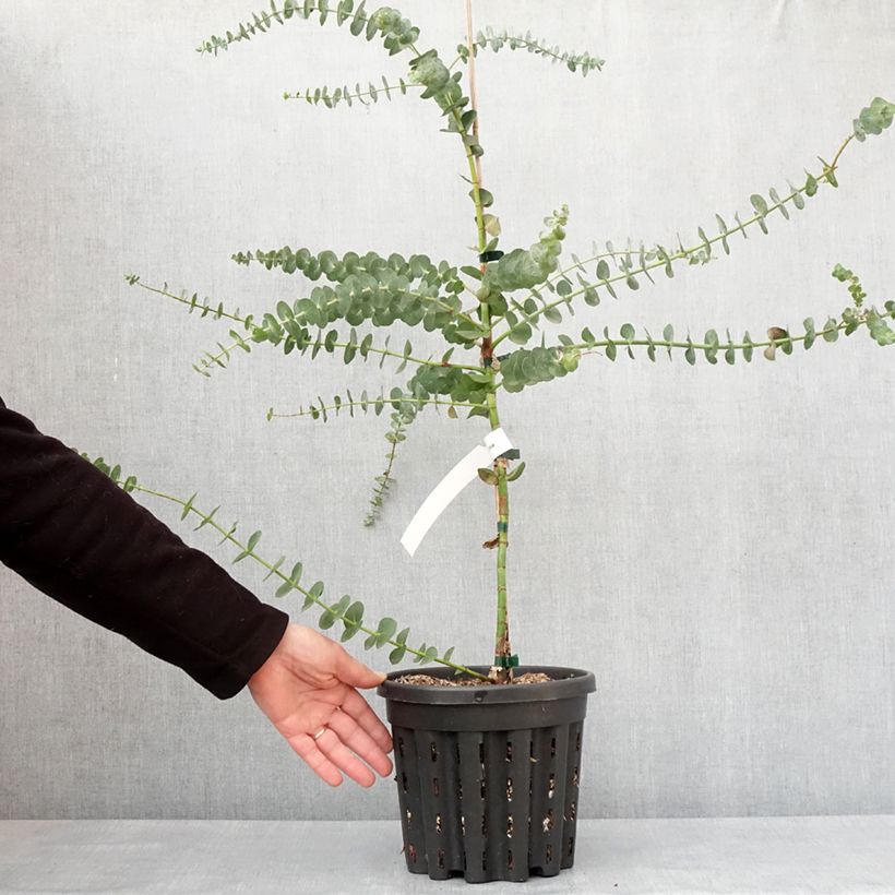 Example of Eucalyptus Baby Blue - Gommier argenté Pot de 4L/5L as you get in hiver