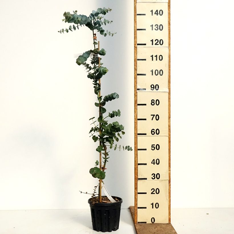 Spécimen de Eucalyptus Baby Blue - Gommier argenté Pot de 4L/5L tel que livré au printemps