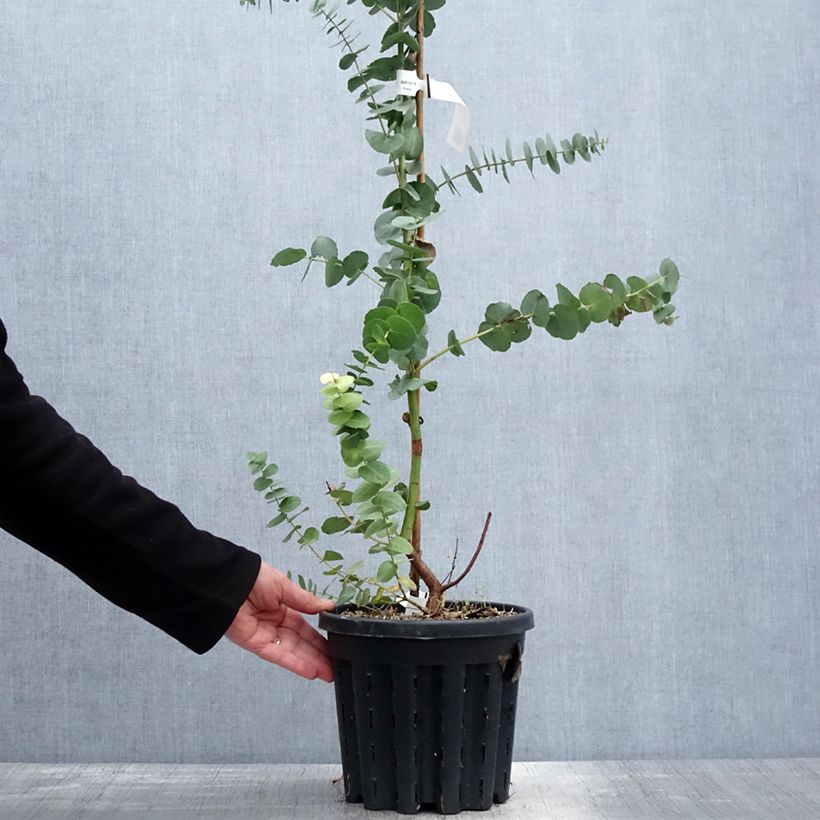 Example of Eucalyptus bridgesiana - Gommier de Bridges Pot de 4L/5L, Pot anti-chignon as you get in printemps