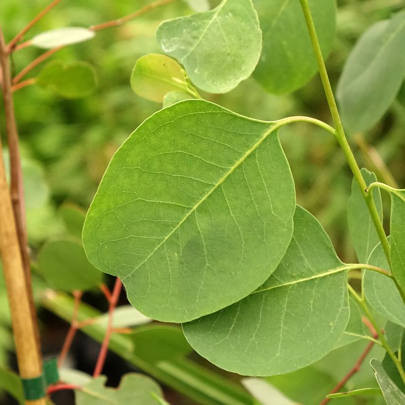 Eucalyptus camphora subsp camphora - Gommier des marais (Foliage)