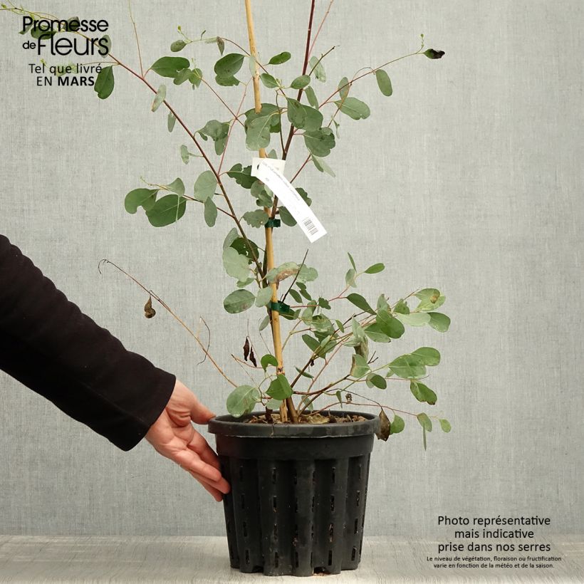 Example of Eucalyptus camphora subsp camphora - Gommier des marais Pot de 4L/5L, Pot anti-chignon as you get in printemps