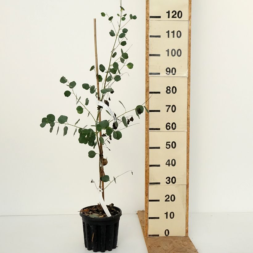 Spécimen de Eucalyptus camphora subsp camphora - Gommier des marais Pot de 4L/5L, Pot anti-chignon tel que livré en automne