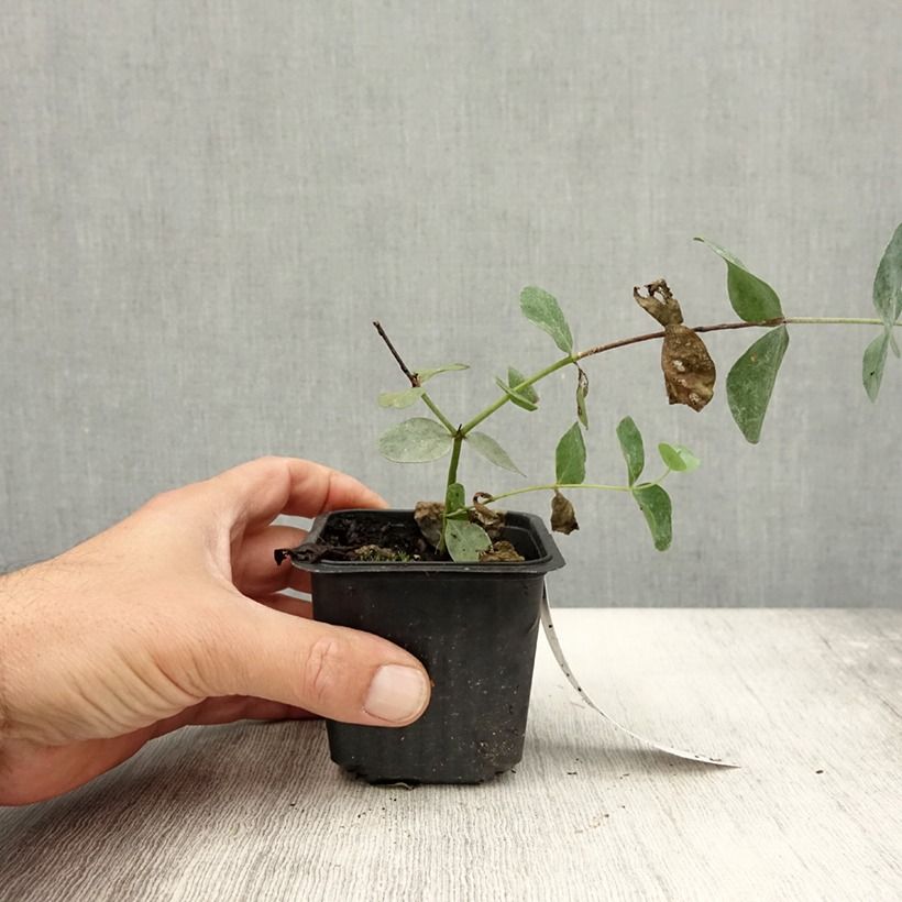 Spécimen de Eucalyptus cinerea Silver Dollar - Gommier cendré Godet de 8/9 cm tel que livré en été