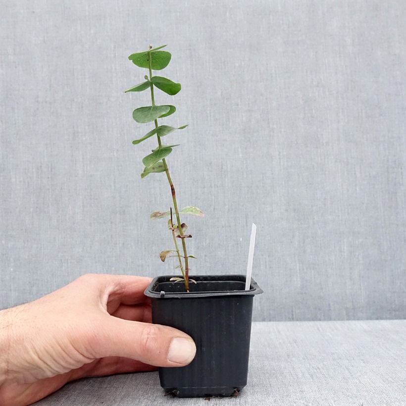 Example of Eucalyptus cinerea Silver Dollar - Gommier cendré Godet de 8/9 cm as you get in printemps