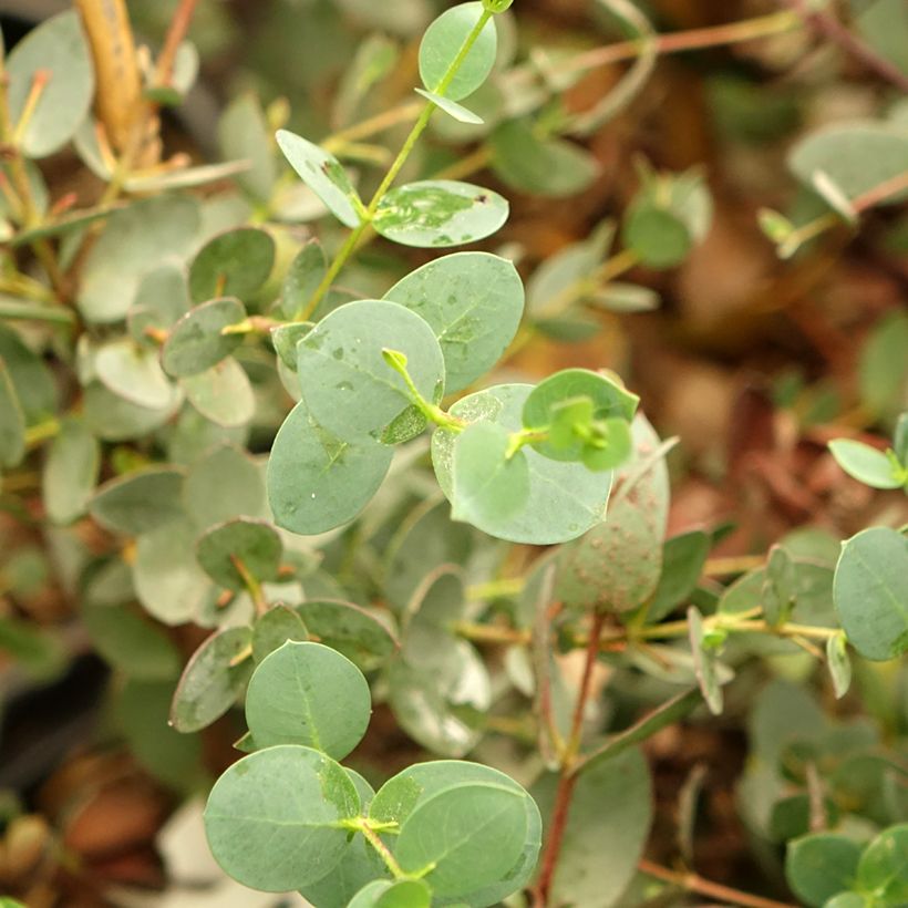 Eucalyptus coccifera - Gommier des neiges de Tasmanie (Foliage)