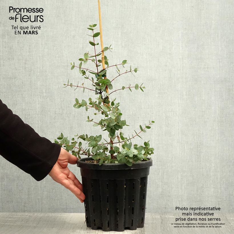Example of Eucalyptus coccifera - Gommier des neiges de Tasmanie Pot de 4L/5L, Pot anti-chignon as you get in printemps