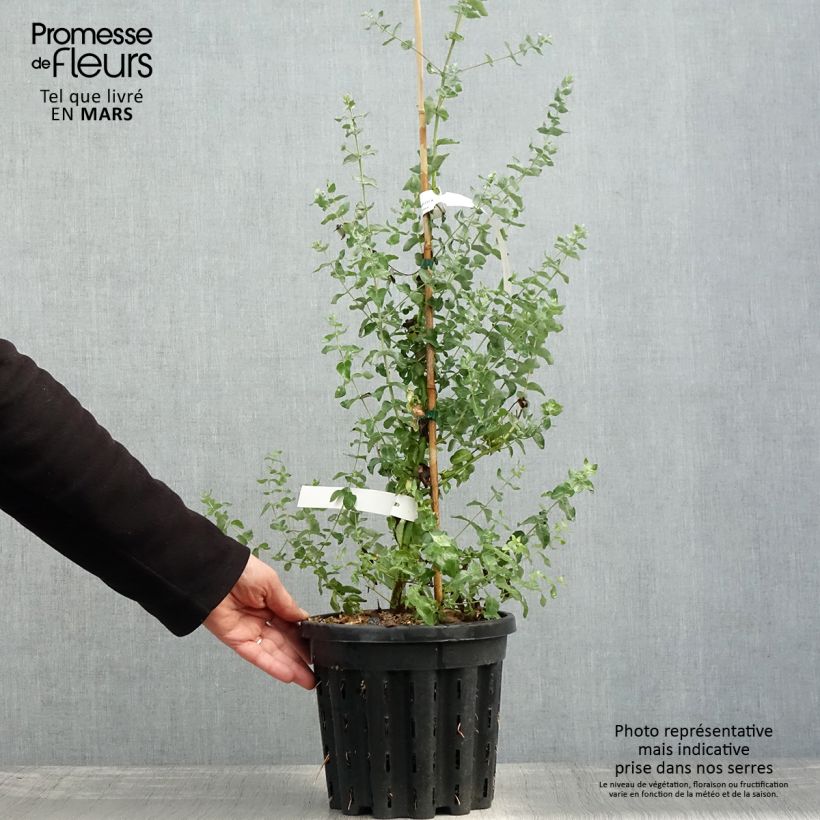 Example of Eucalyptus crenulata - Gommier crénelé Pot de 4L/5L, Pot anti-chignon as you get in printemps