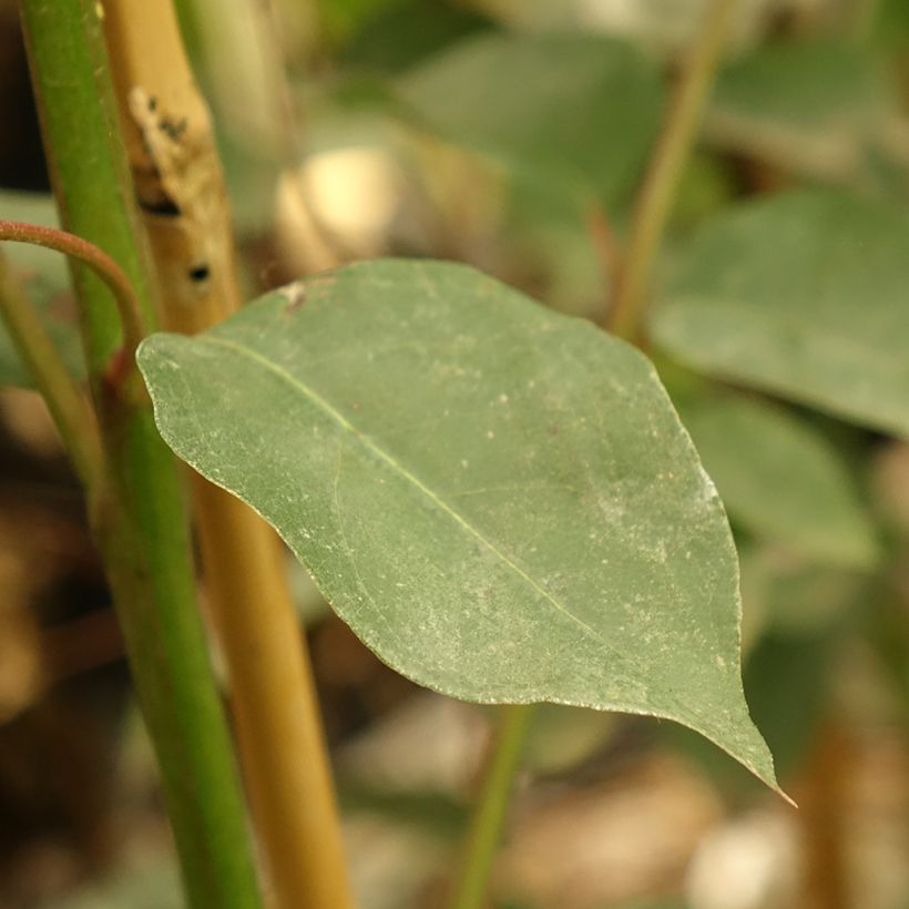 Eucalyptus deanei - Gommier de Deane, Gommier bleu montagne (Foliage)