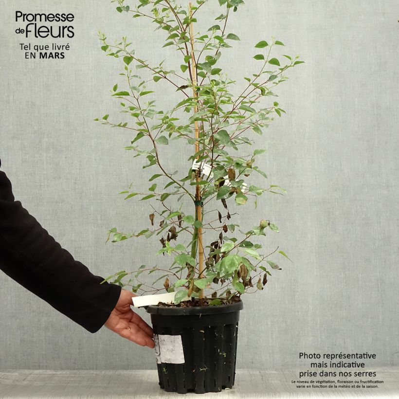 Example of Eucalyptus deanei - Gommier de Deane, Gommier bleu montagne Pot de 4L/5L, Pot anti-chignon as you get in printemps