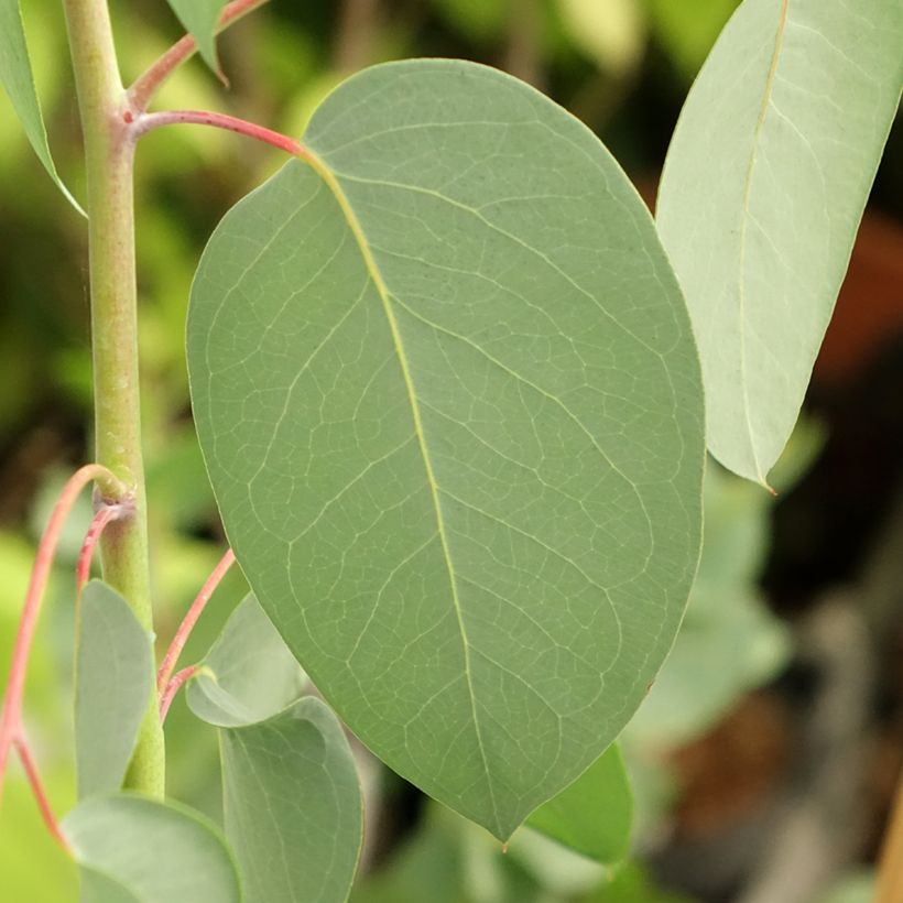 Eucalyptus delegatensis subsp. tasmaniensis  (Foliage)