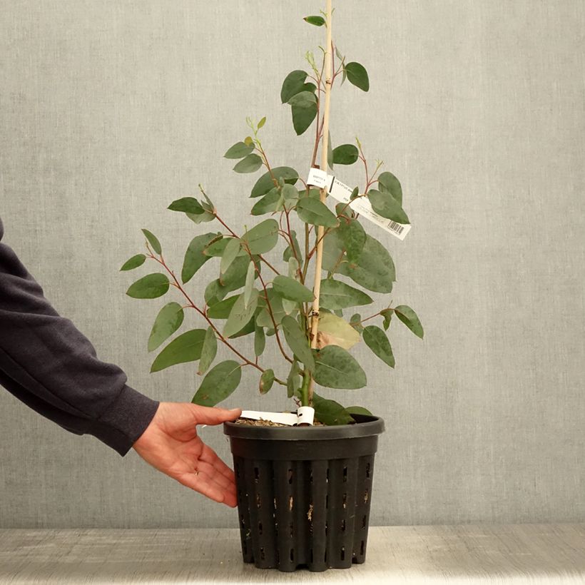 Example of Eucalyptus delegatensis subsp. tasmaniensis  Pot de 4L/5L, Pot anti-chignon as you get in printemps
