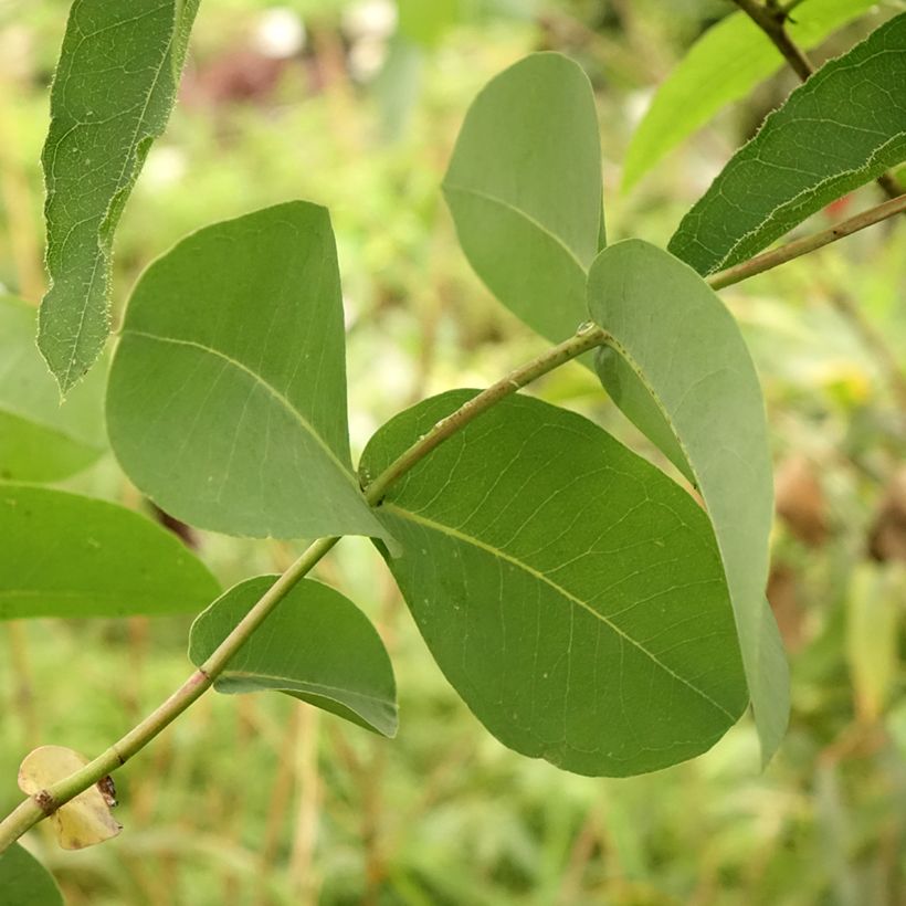 Eucalyptus elliptica - Gommier blanc de Bendemeer (Foliage)