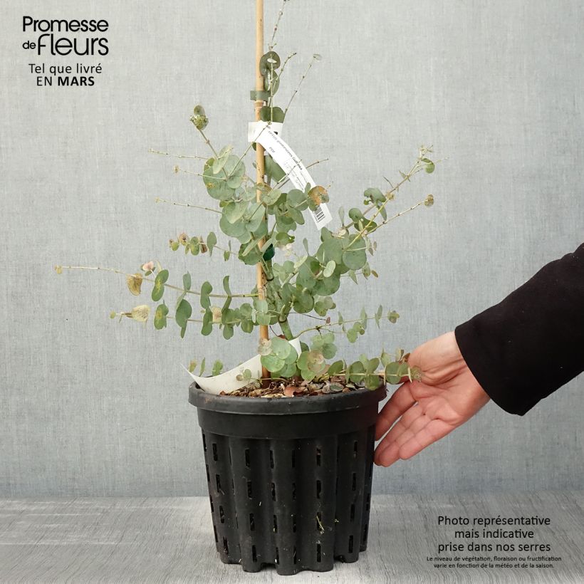 Example of Eucalyptus glaucescens Guthega - Gommier Tingiringi Pot de 4L/5L, Pot anti-chignon as you get in printemps