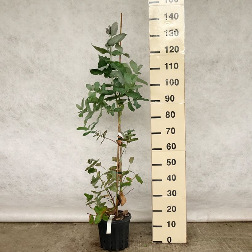 Example of Eucalyptus globulus subsp bicostata - Gommier bleu du Sud Pot de 4L/5L, Pot anti-chignon as you get in printemps