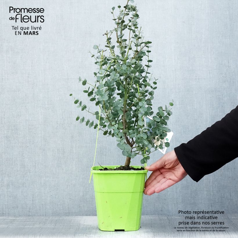 Example of Eucalyptus gunnii Azura - Gommier cidre Pot de 3L/4L as you get in printemps