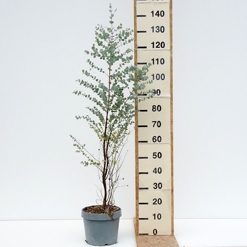 Spécimen de Eucalyptus gunnii Azura - Gommier cidre Pot de 6L/7L tel que livré en été