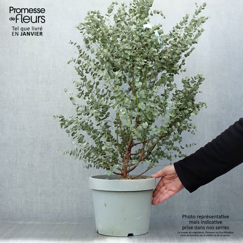 Example of Eucalyptus gunnii Azura - Gommier cidre Pot de 6L/7L as you get in printemps