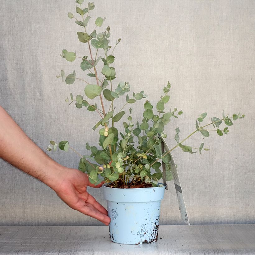 Spécimen de Eucalyptus gunnii Blaue Liebe - Gommier cidre Pot de 2L/3L tel que livré en été