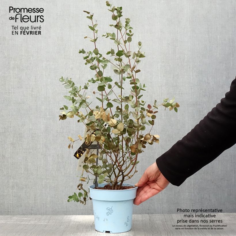 Example of Eucalyptus gunnii Blaue Liebe - Gommier cidre Pot de 2L/3L as you get in hiver
