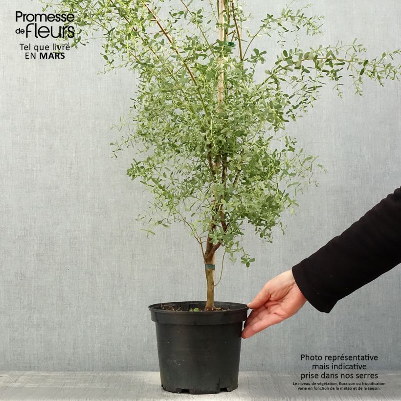 Example of Eucalyptus gunnii France Bleu Rengun - Gommier cidre Pot de 3L/4L as you get in printemps