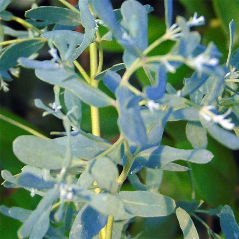 Eucalyptus gunnii France Bleu Rengun - Gommier cidre (Foliage)