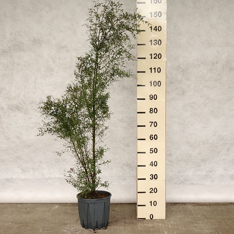 Example of Eucalyptus gunnii France Bleu Rengun - Gommier cidre Pot de 7,5L/10L as you get in printemps