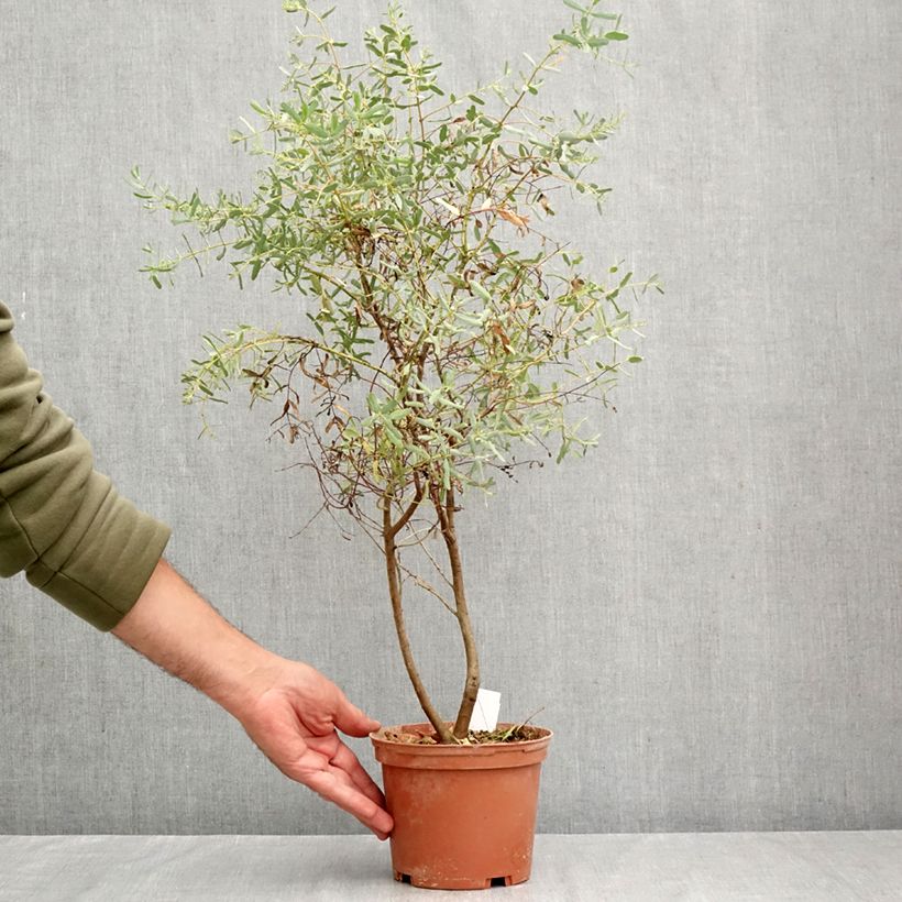 Example of Eucalyptus gunnii France Bleu Rengun - Gommier cidre Pot de 1,5L/2L as you get in automne