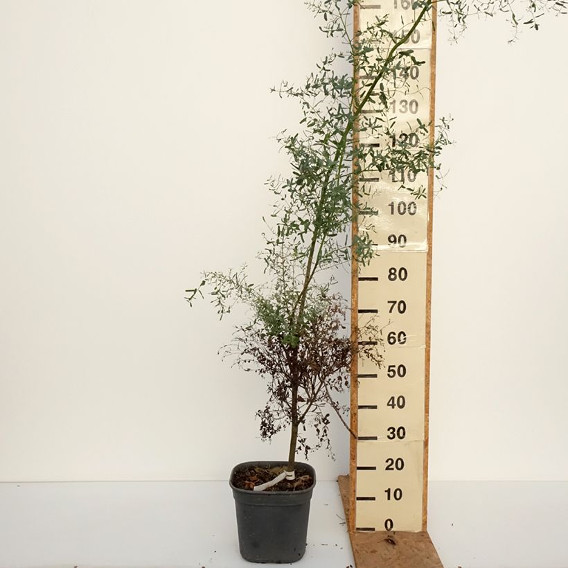 Spécimen de Eucalyptus gunnii France Bleu Rengun - Gommier cidre Pot de 7,5L/10L tel que livré en automne