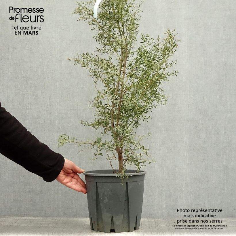 Example of Eucalyptus gunnii Silverana - Gommier cidre Pot de 4L/5L as you get in printemps