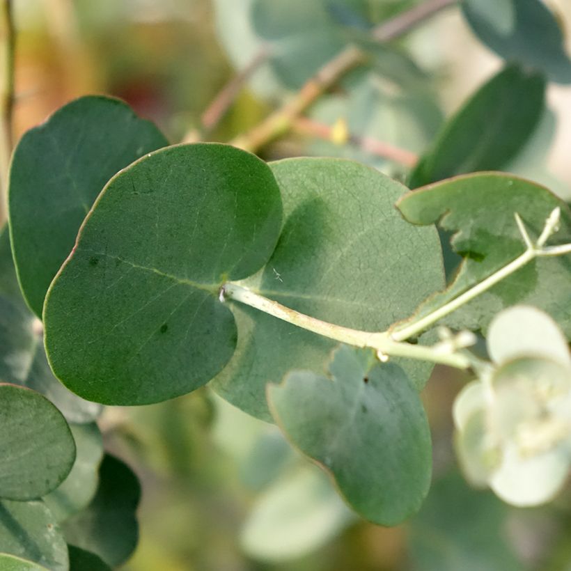 Eucalyptus gunnii subsp. divaricata - Gommier cidre de Miena (Foliage)