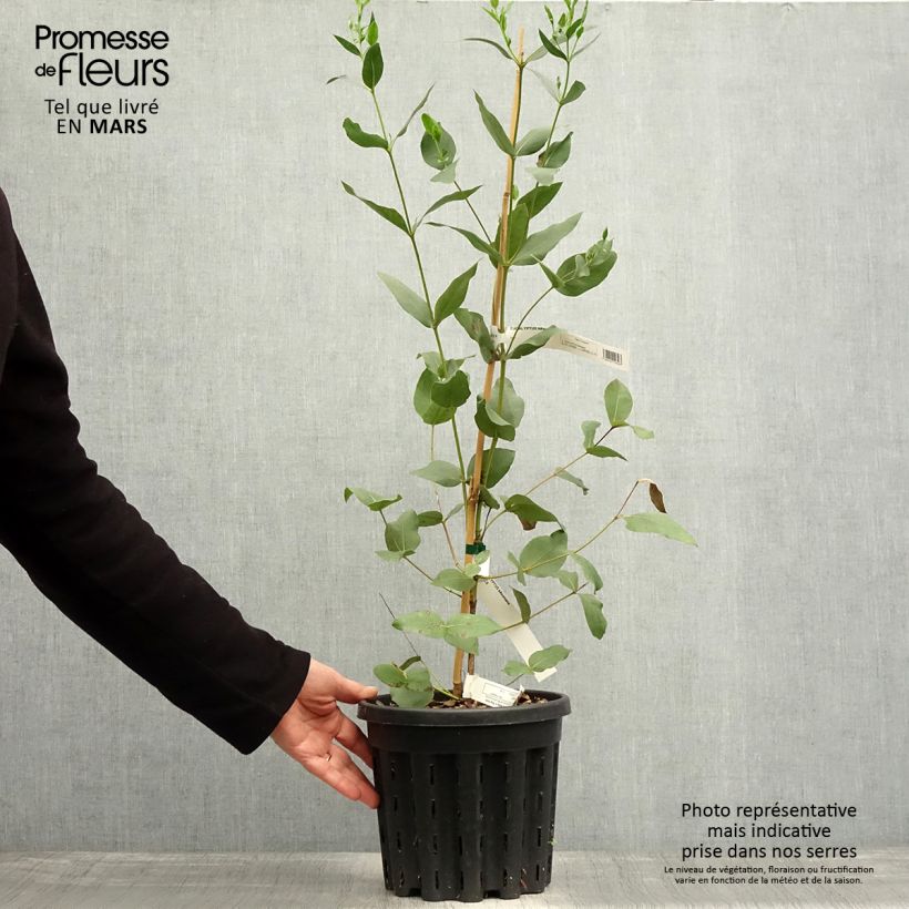 Example of Eucalyptus kitsoniana - Gommier du Gippsland  Pot de 4L/5L, Pot anti-chignon as you get in printemps