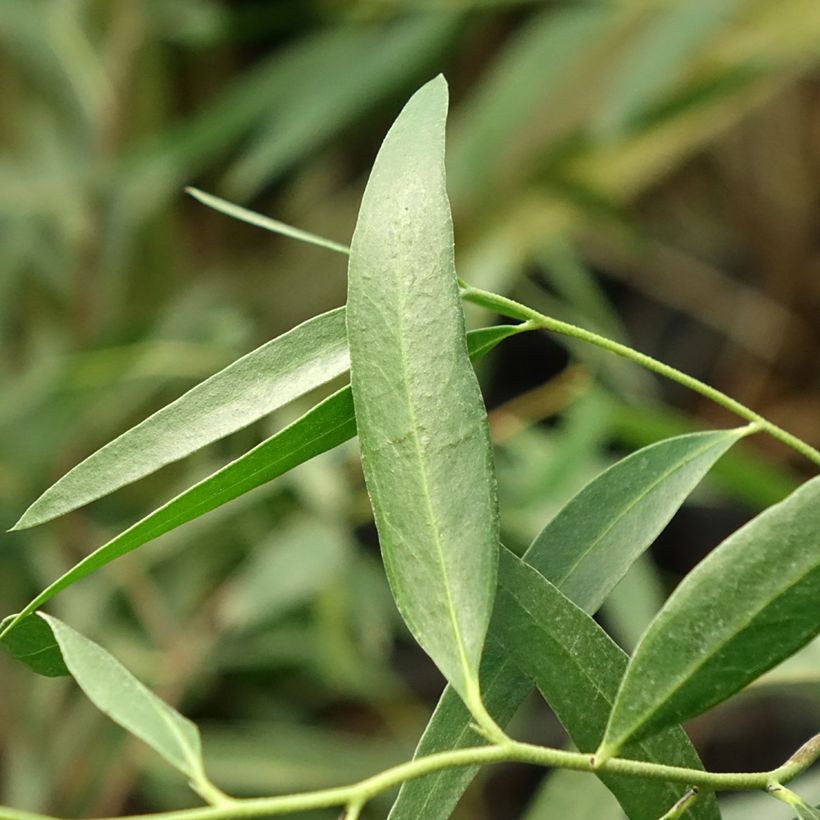 Eucalyptus kybeanensis - Mallée de Kybean (Foliage)