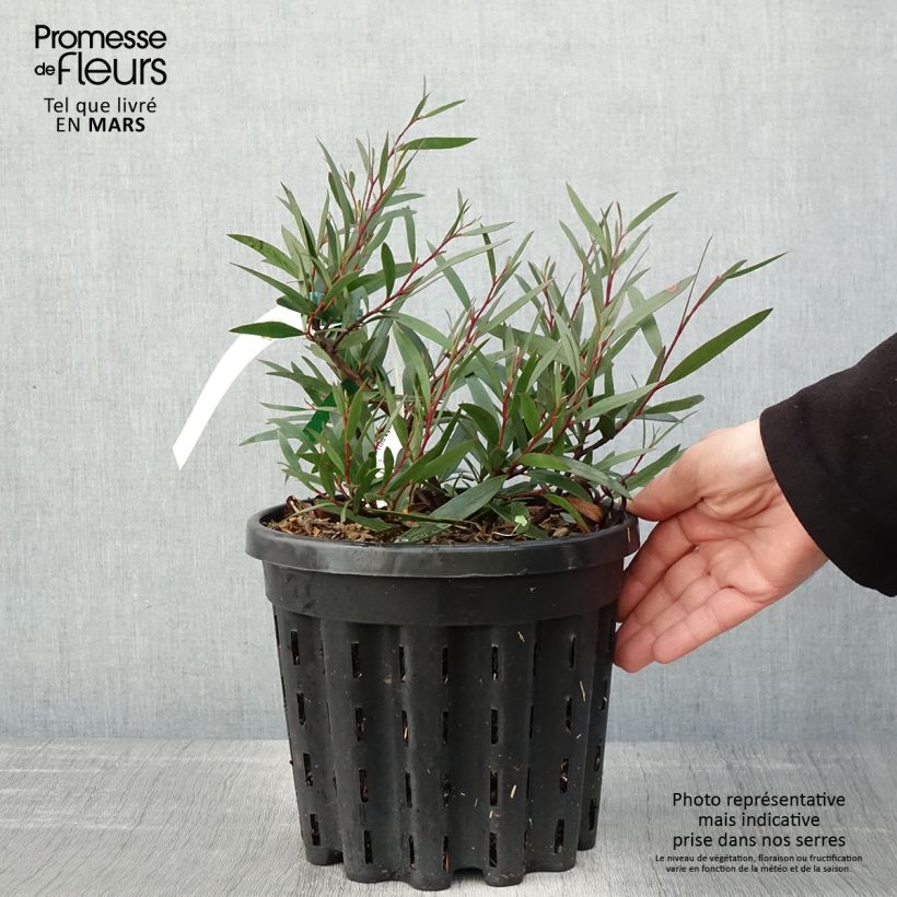 Example of Eucalyptus kybeanensis - Mallée de Kybean Pot de 4L/5L, Pot anti-chignon as you get in printemps